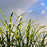 Grass, Bandwidth Maiden Grass