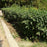 Privet, California Privet