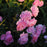 Rose, Harlow Carr Rose