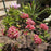 Mountain Laurel, Raspberry Glow Mountain Laurel