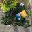 Leucothoe, Leafscape Burning Love Leucothoe