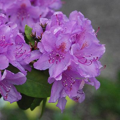 Rhododendron, Boursault Catawba Rhododendron
