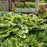 Hosta, PW® Shadowland® Seducer Hosta