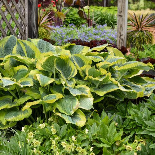 Hosta, PW® Shadowland® Seducer Hosta