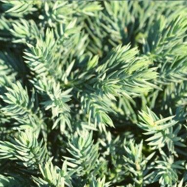 Juniper, Blue Star Juniper