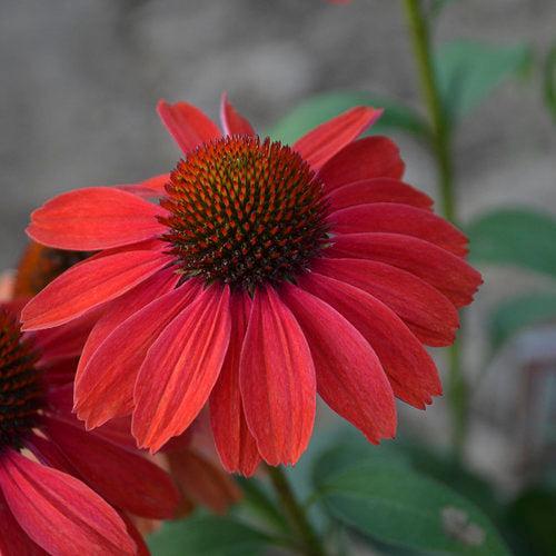 Coneflower, Color Coded® Frankly Scarlet Echinacea