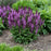 Salvia nemorosa ‘Pink Profusion’  - Pink Profusion Meadow Sage
