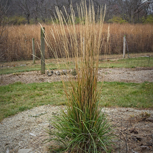 Grass, Avalanche Feather Reed Grass