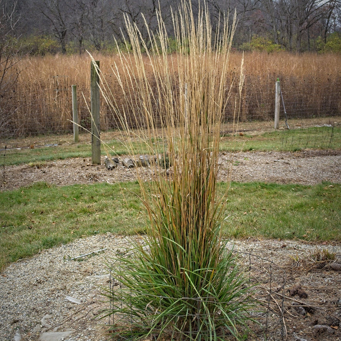 Grass, Avalanche Feather Reed Grass