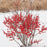 Holly, Berry Poppins® Winterberry
