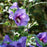 Hibiscus, Paraplu Violet® Rose of Sharon