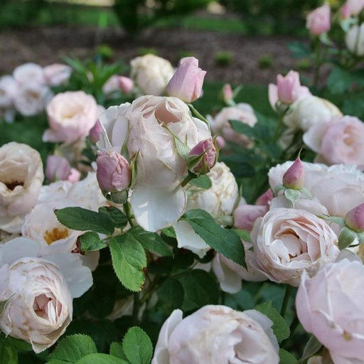 Rosa x 'Bozdib023'  - PW® Flavorette Pear'd® Rose