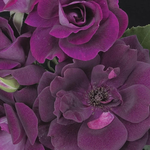 Rose, Burgundy Iceberg Rose