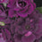 Rose, Burgundy Iceberg Rose