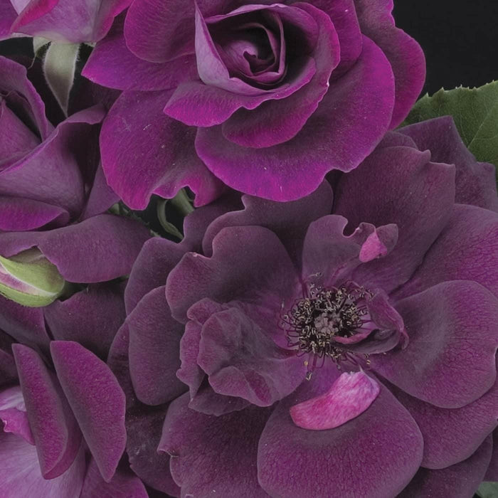 Rose, Burgundy Iceberg Rose
