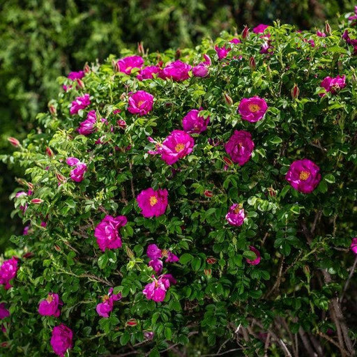 Rose, Lotty's Love Rose