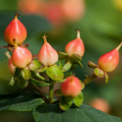 St. John's Wort, First Editions® Pumpkin St. John's Wort