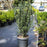 Plum Yew, Fastigiata Upright Japanese Plum Yew
