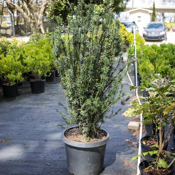 Plum Yew, Fastigiata Upright Japanese Plum Yew