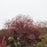 Smokebush, Winecraft Black® Smokebush