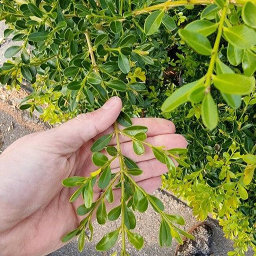 Boxwood, BetterBoxwood® Skylight™ Boxwood