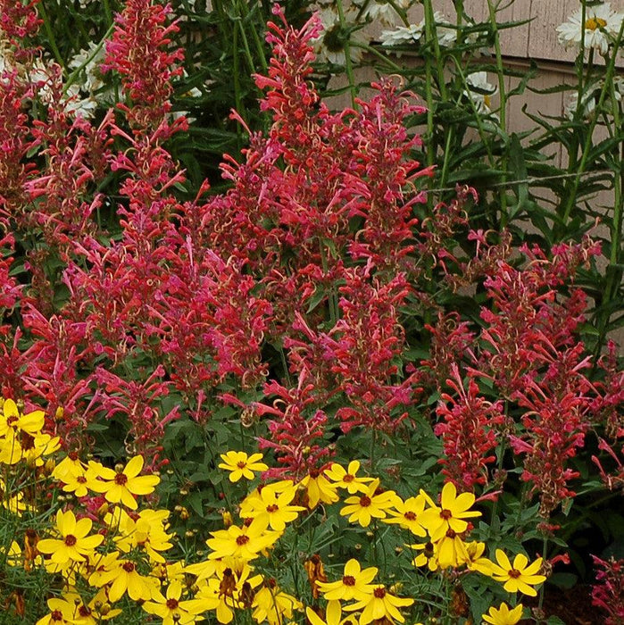 Hyssop, Kudos™ Coral Hummingbird Mint