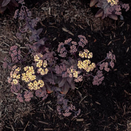 Sedum, Puff Pastry™ White Chocolate Stonecrop