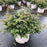 Rose, Blushing Drift® Rose