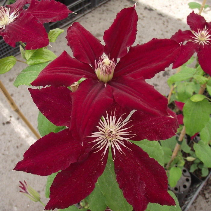 Clematis, Rebecca™ Clematis