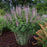 Baptisia, PW® Decadence® Deluxe Pink Truffles False Indigo