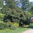 Viburnum, Leatherleaf Viburnum
