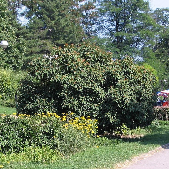 Viburnum, Leatherleaf Viburnum