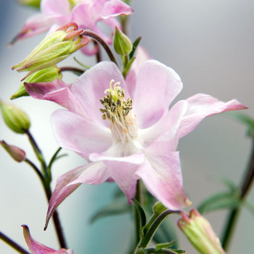 Columbine, Beidermeier Columbine
