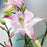 Columbine, Beidermeier Columbine
