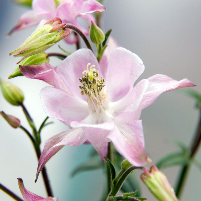 Columbine, Beidermeier Columbine