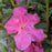 Azalea, Encore Autumn Carnation Azalea