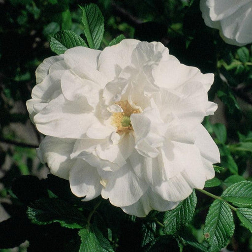 Rose, Blanc Double De Coubert Rose