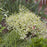 Honeysuckle, Cool Splash® Honeysuckle