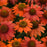 Coneflower, Artisan™ Red Ombre Coneflower