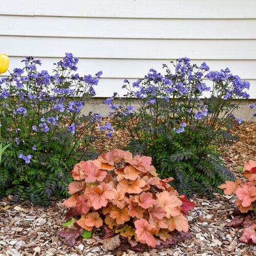Coral Bells, Dolce® Toffee Tart Heuchera