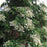 Hydrangea, Climbing Hydrangea