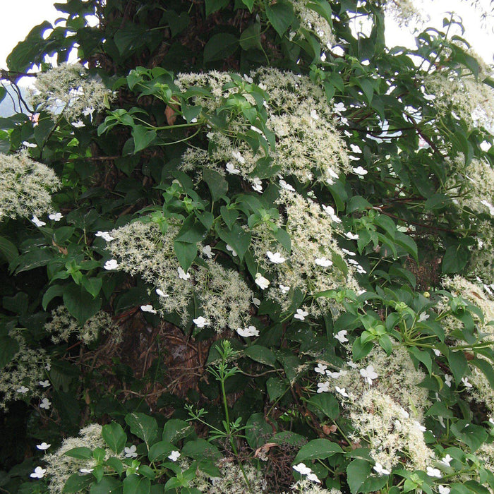 Hydrangea, Climbing Hydrangea