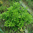 Forsythia, Lynwood Gold Forsythia