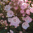 Mountain Laurel, Tinkerbell Mountain Laurel
