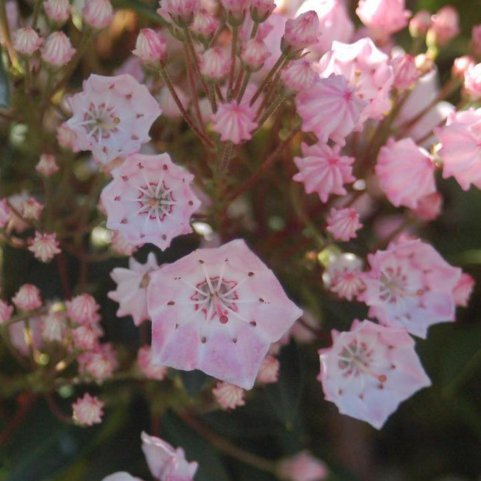 Mountain Laurel, Tinkerbell Mountain Laurel