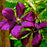 Clematis, Jackmanii Superba Clematis