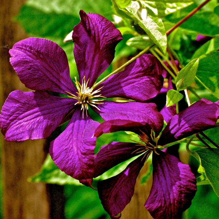 Clematis, Jackmanii Superba Clematis