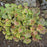 Coral Bells, Common Coral Bells
