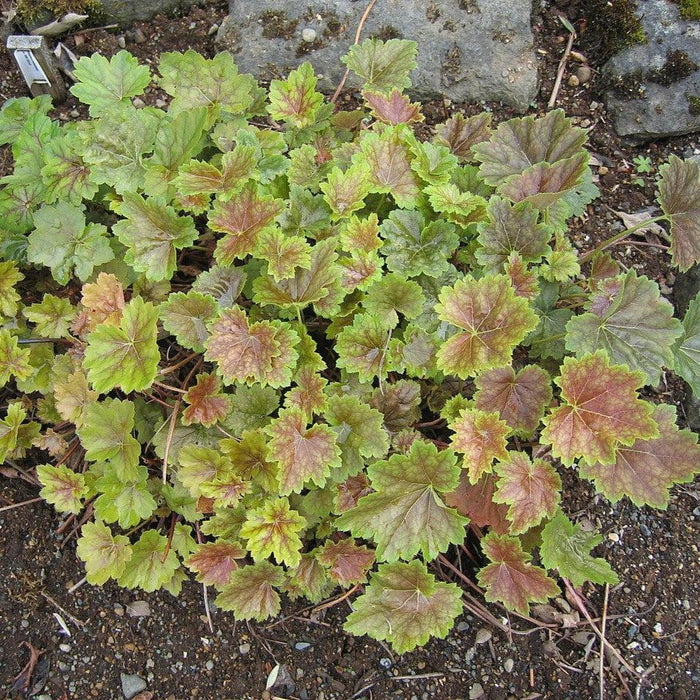 Coral Bells, Common Coral Bells