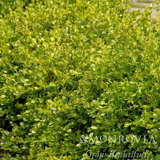 Boxwood, Green Gem Boxwood